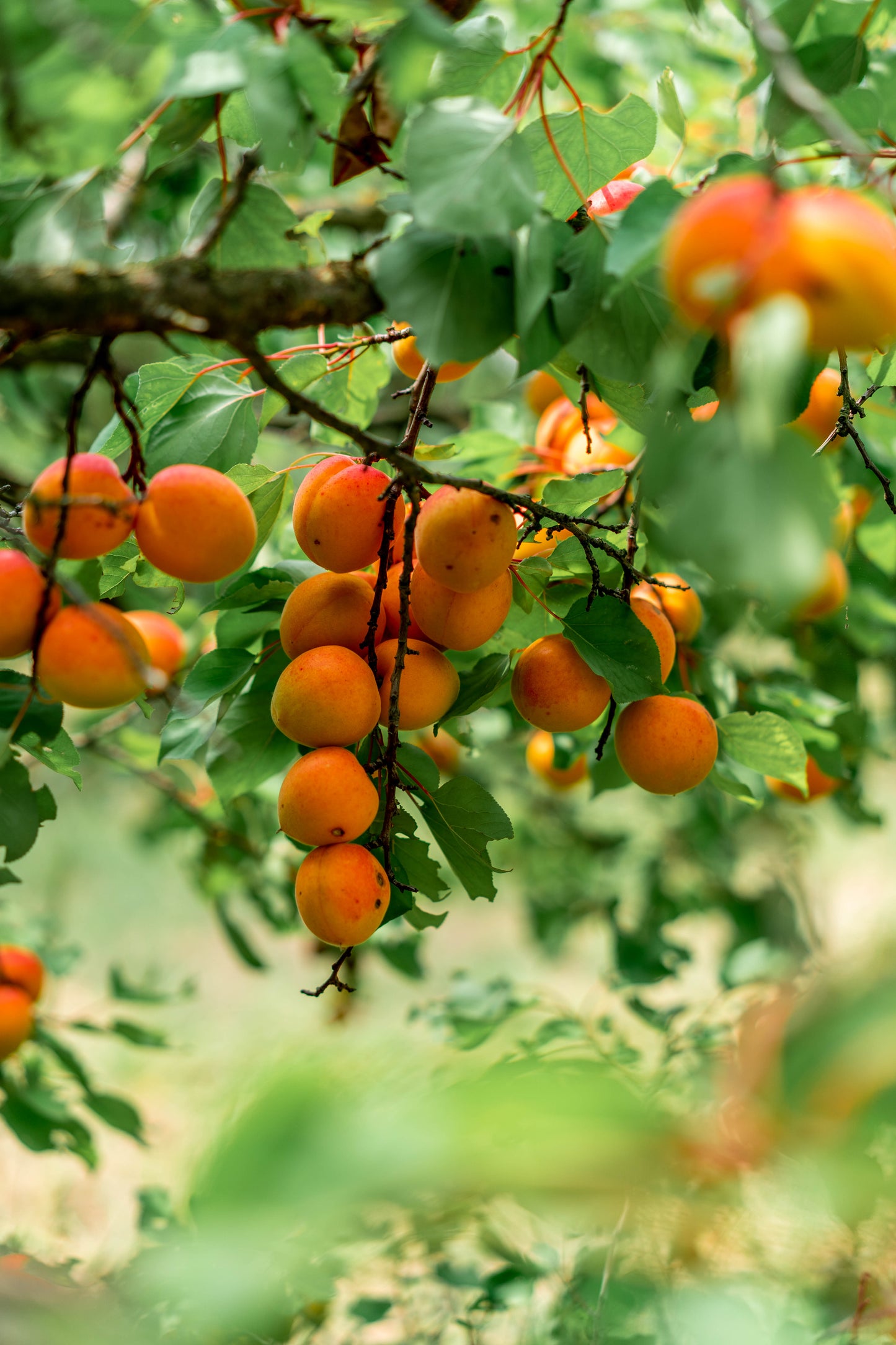 R.JELINEK Aprikose Obstbrand (Apricot Brandy) 42% Vol. 0,7l