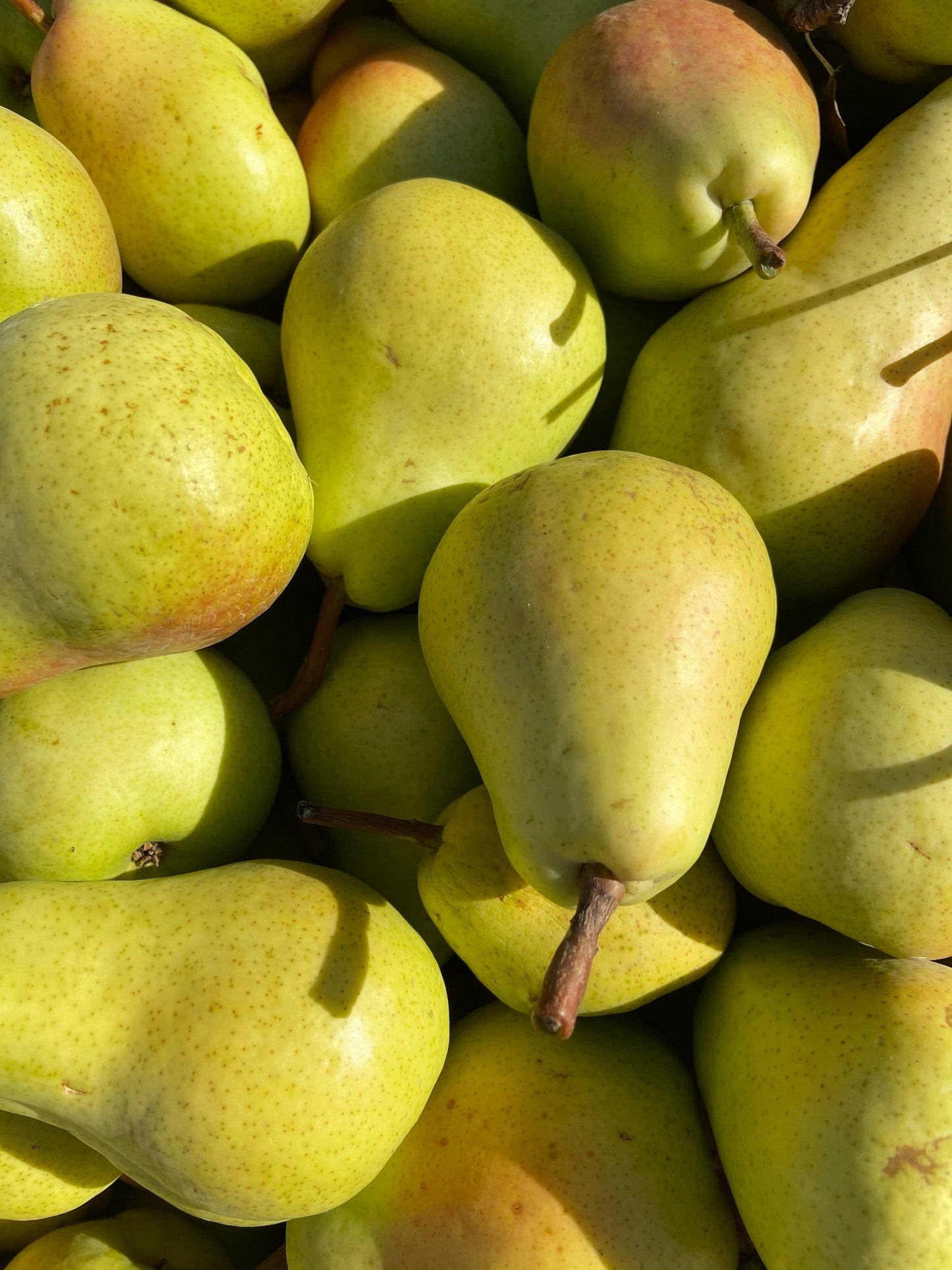 R.JELINEK Williams Birne Obstbrand (Pear Brandy) 42% Vol. 0,7l
