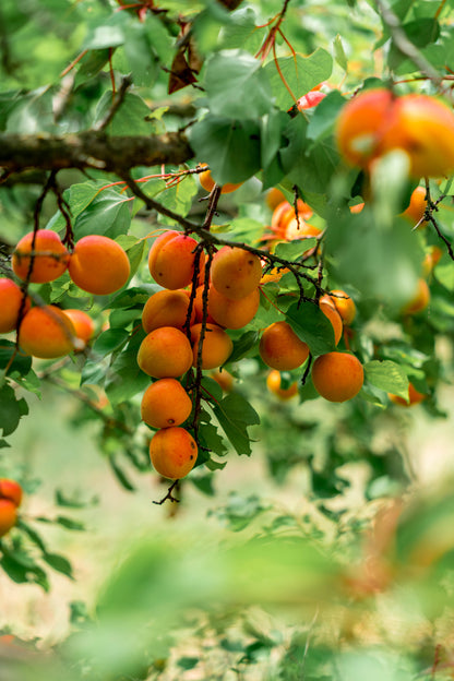 R.JELINEK Aprikose Obstbrand (Apricot Brandy) 42% Vol. 0,7l